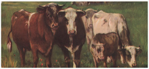 Vintage Calendar Art cows, cattle, livestock, farm life, etc.